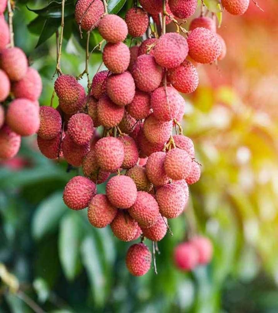 Lychee