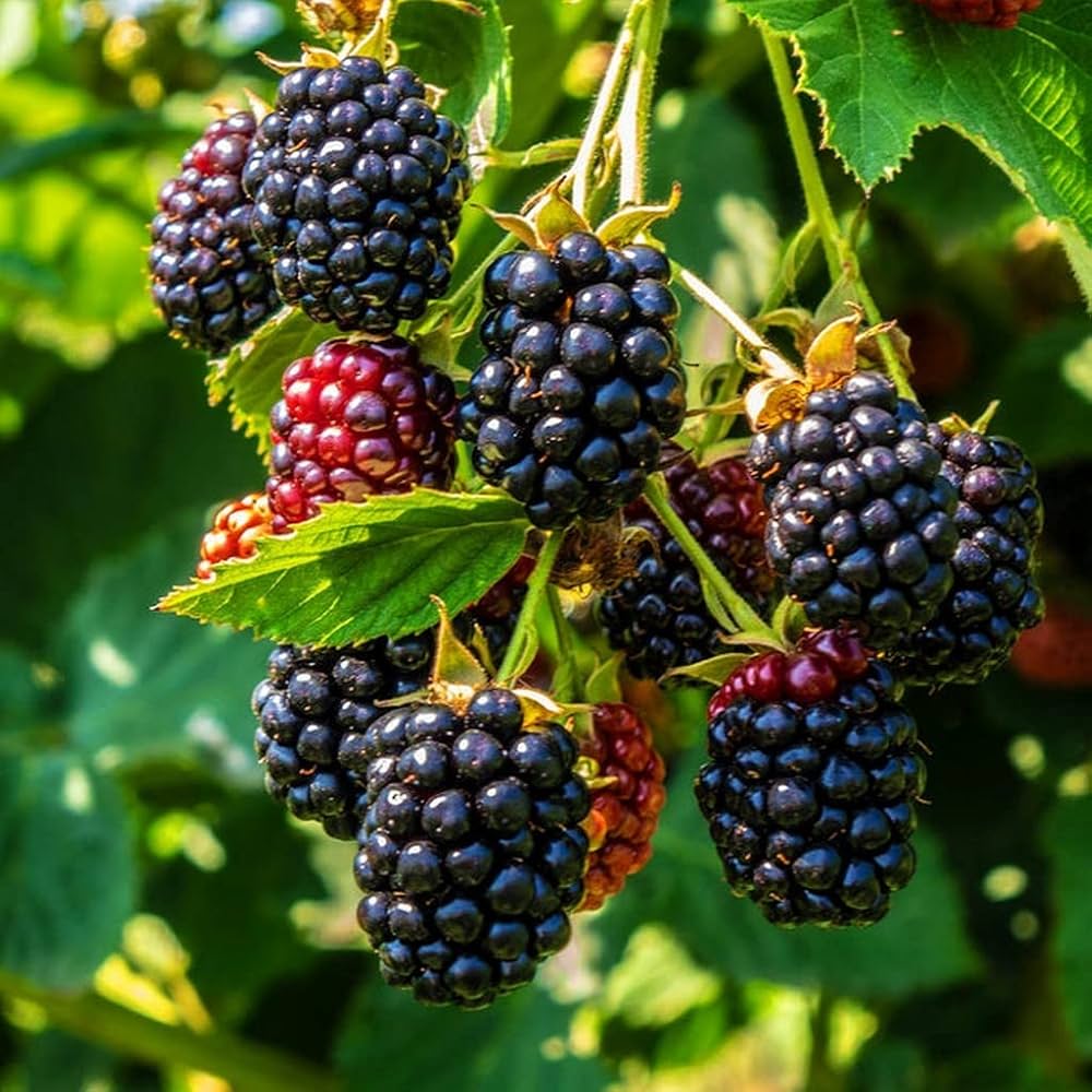 Blackberries